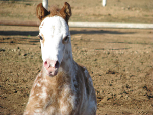 2008 gq foal
